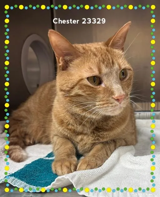 Chester thumbnail 5