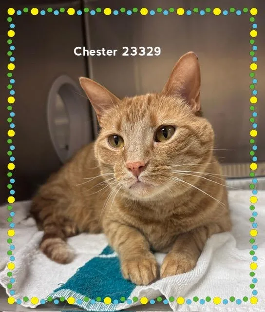 Chester thumbnail 6