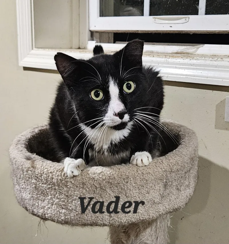 An adult medium-sized male Black & White / Tuxedo Domestic Short Hair cat named Vader for adoption in Bethlehem, PA