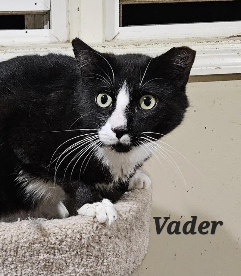 Vader thumbnail 2