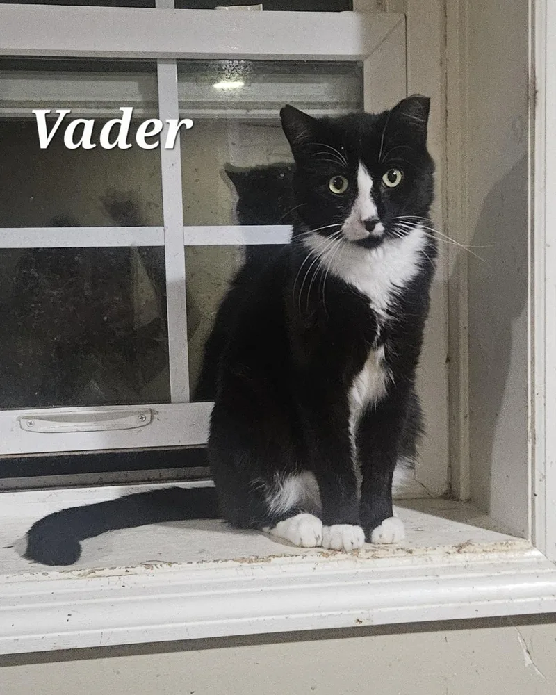 Vader thumbnail 3