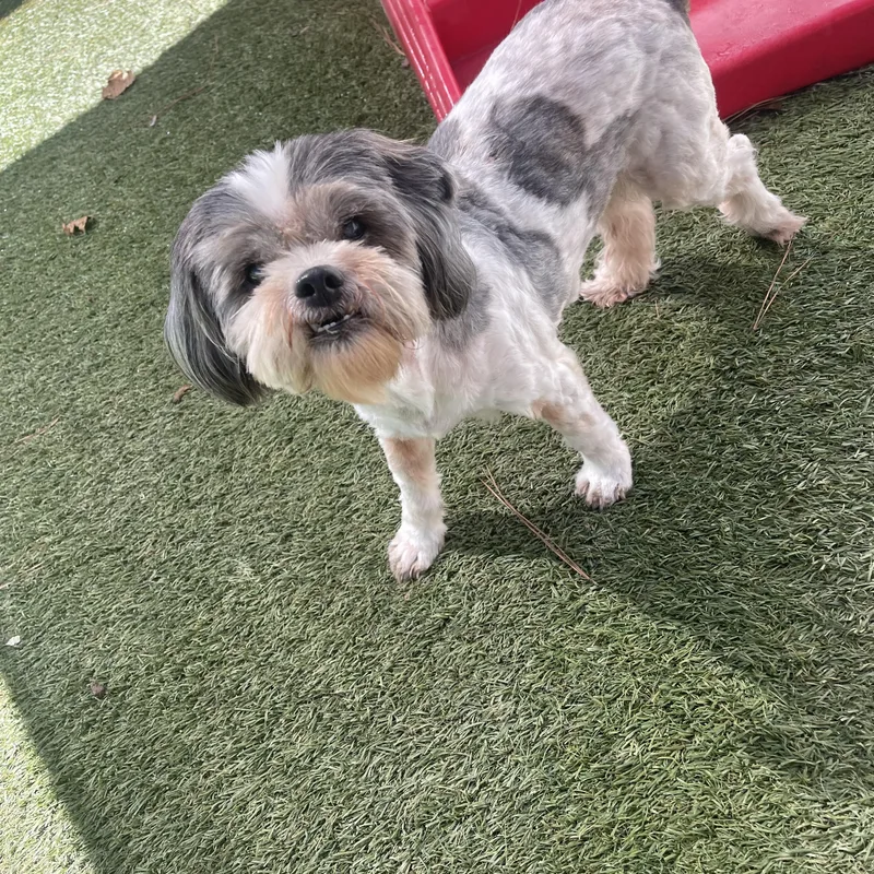A senior small-sized male Shih Tzu dog named Barley for adoption in Baton Rouge, LA
