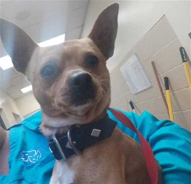 An adult small-sized male Chihuahua dog named Neil for adoption in Martinez, CA