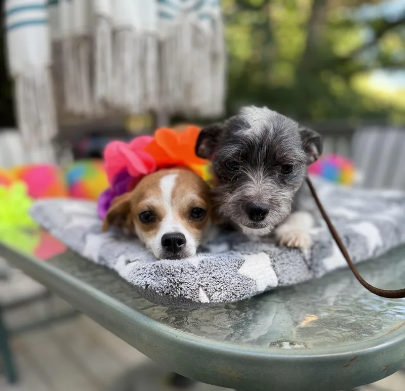 A young small-sized female Apricot / Beige Chihuahua dog named Julia for adoption in White Lake, MI