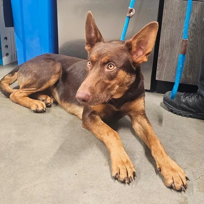 A young medium-sized male Brown / Chocolate Shepherd dog named Ramstein for adoption in Tampa, FL