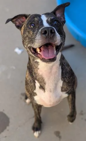 An adult medium-sized female Pit Bull Terrier dog named Tina for adoption in Dayton, OH