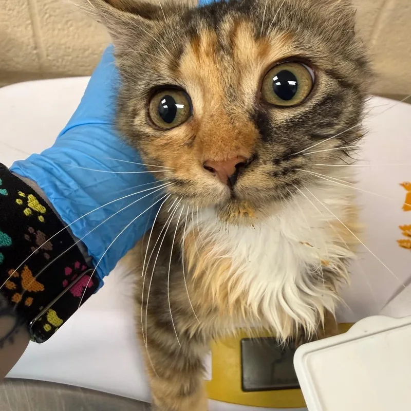 A baby small-sized female Calico Domestic Short Hair cat named Carrot Cake for adoption in Troy, VA