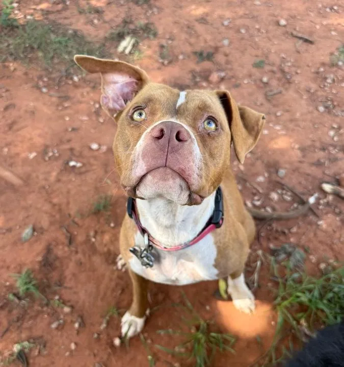 A young medium-sized female Tricolor (Brown, Black, & White) Pit Bull Terrier dog named Coco for adoption in Warr Acres, OK