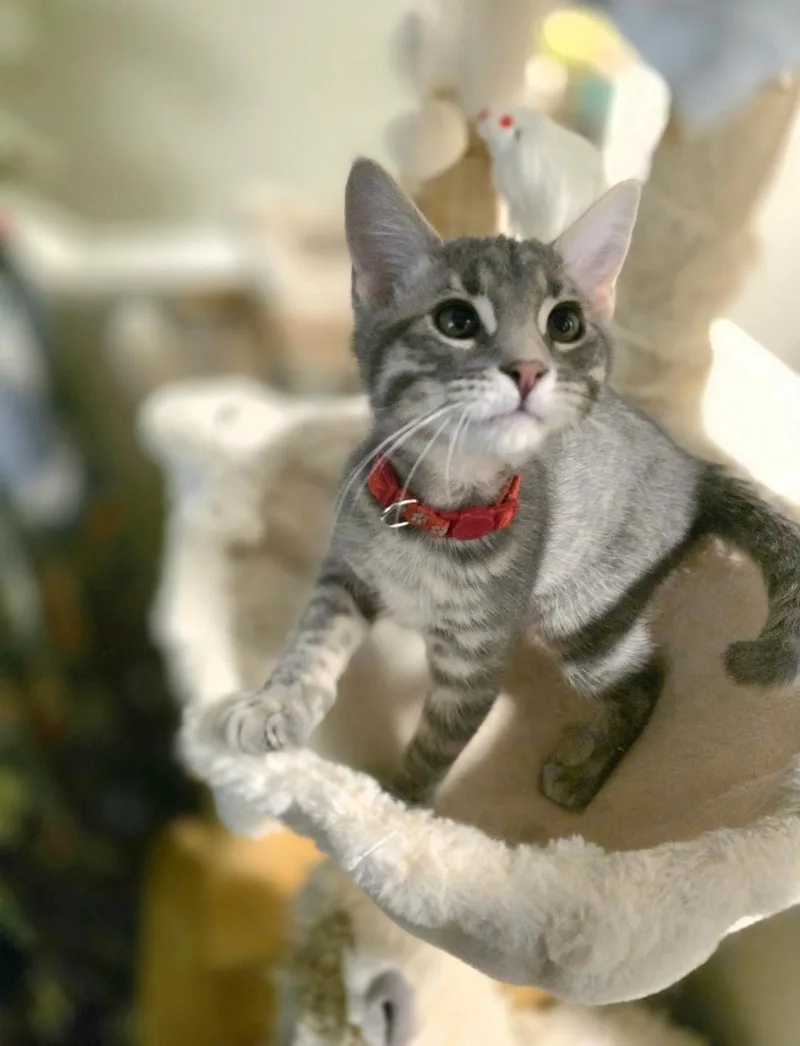 A baby medium-sized male Tabby (Gray / Blue / Silver) Domestic Short Hair cat named Ned for adoption in Lincoln, NE