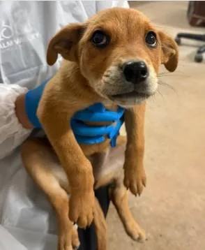 A baby small-sized female Mixed Breed dog named Munequita for adoption in West Chester, PA