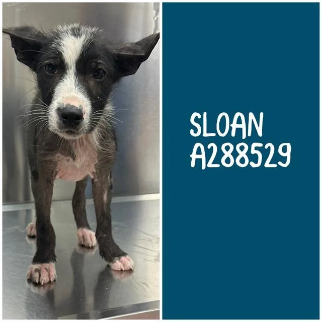 A baby small-sized male Mixed Breed dog named Sloan for adoption in Macon, GA