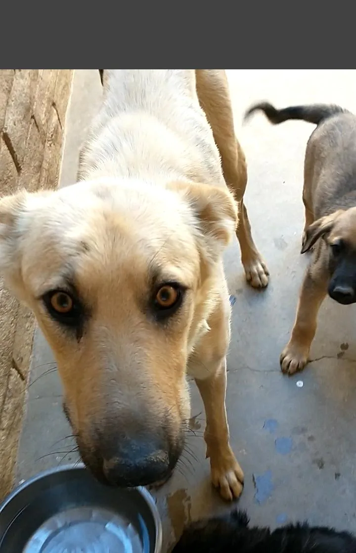 Golden Mama thumbnail 2