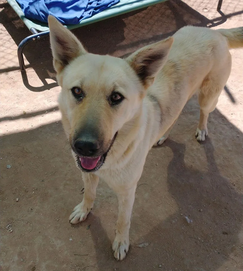 Golden Mama thumbnail 3