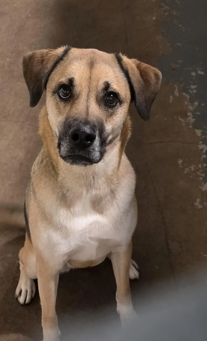 An adult large-sized female Apricot / Beige Shepherd dog named Bambi for adoption in Toledo, OH