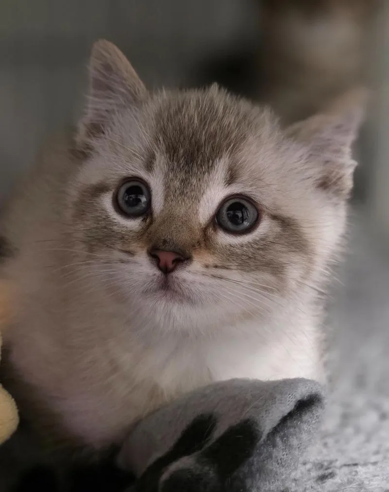 A baby medium-sized male Domestic Short Hair cat named Townie for adoption in Saginaw, MI