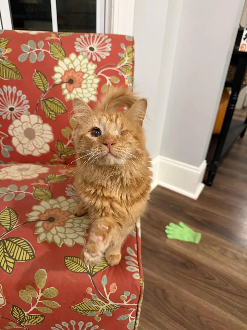 A young medium-sized female Domestic Long Hair cat named Tunnel Vision for adoption in Camden, SC