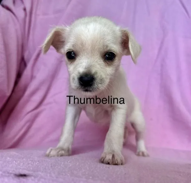 Thumbelina