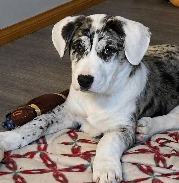 A baby medium-sized male White / Cream Catahoula Leopard Dog dog named Stefon for adoption in Naperville, IL