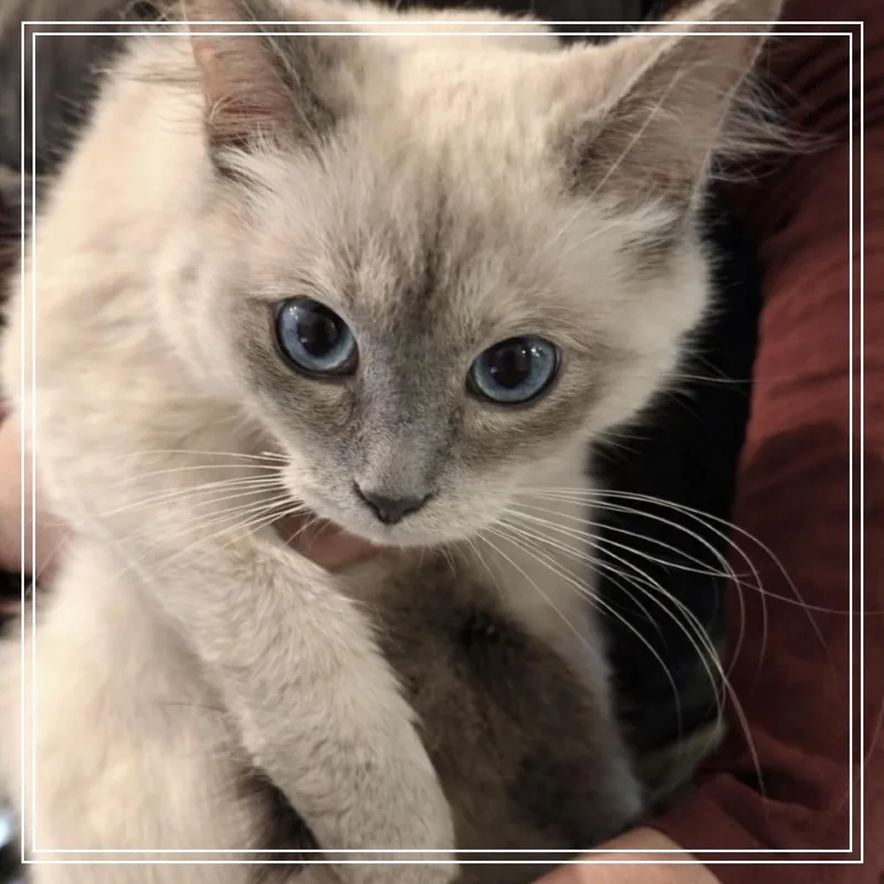 Princess Dandyridge Brandywine