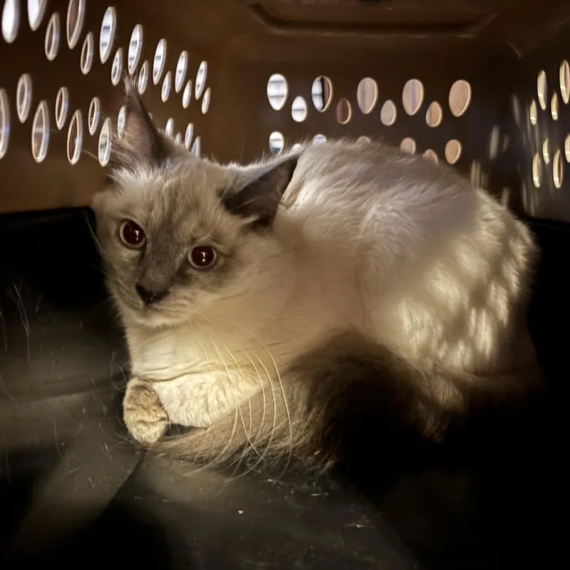 Princess Dandyridge Brandywine thumbnail 2