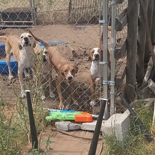 A young medium-sized male Mixed Breed dog named Colossus for adoption in Kingman, KS