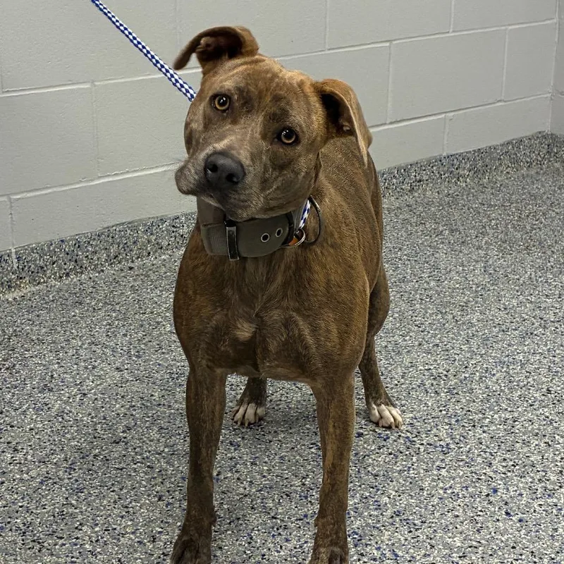 An adult medium-sized female Brindle Mixed Breed dog named Macy for adoption in Greenville, SC