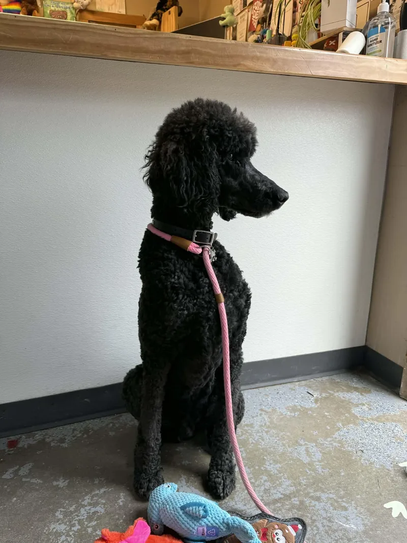 Timothee thumbnail 2