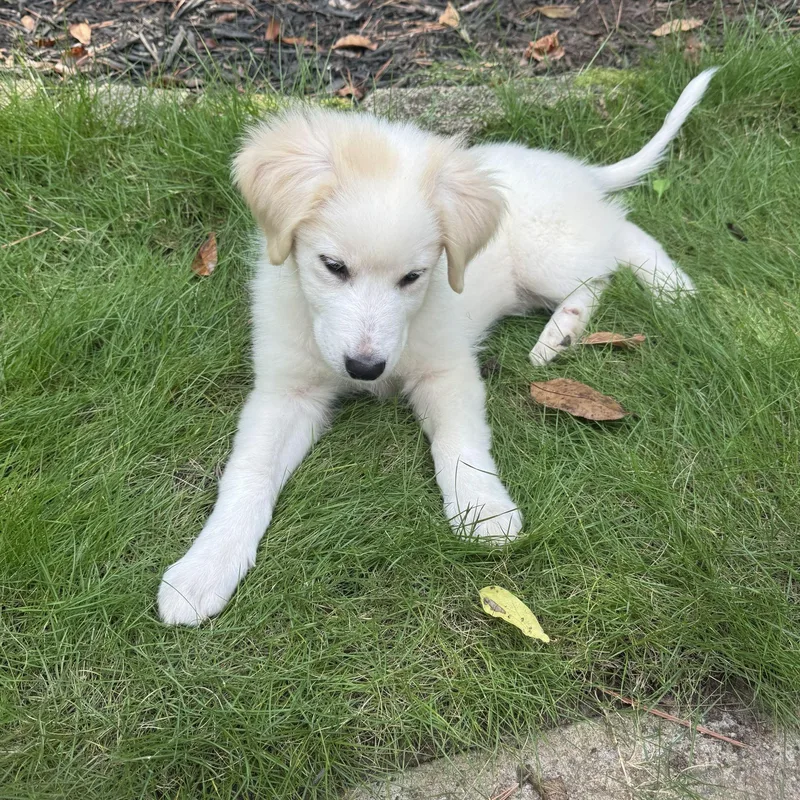 A young large-sized female Great Pyrenees dog named Nancy Drew for adoption in Atlanta, GA