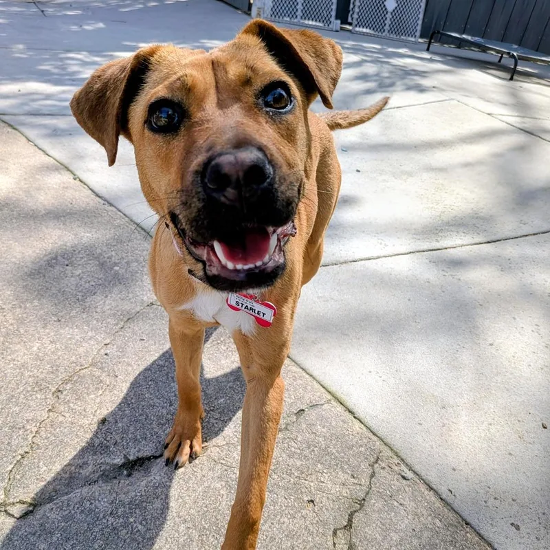 A young medium-sized female Brown / Chocolate Labrador Retriever dog named Starlet for adoption in Wake Forest, NC