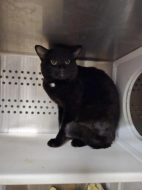 A young medium-sized male Domestic Short Hair cat named Burns for adoption in Casper, WY