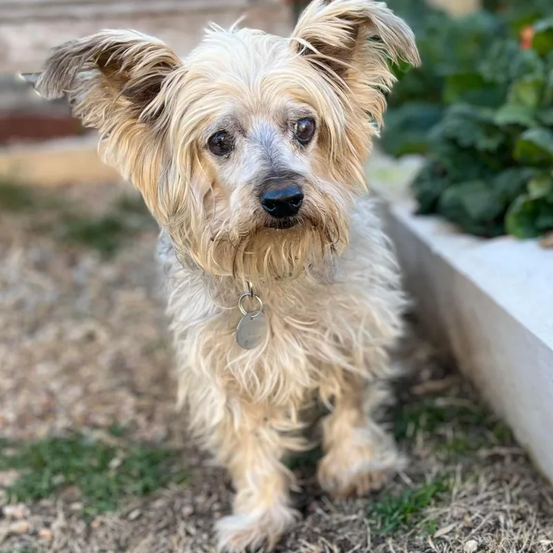 A senior small-sized male Yellow / Tan / Blond / Fawn Yorkshire Terrier dog named Jace for adoption in Houston, TX
