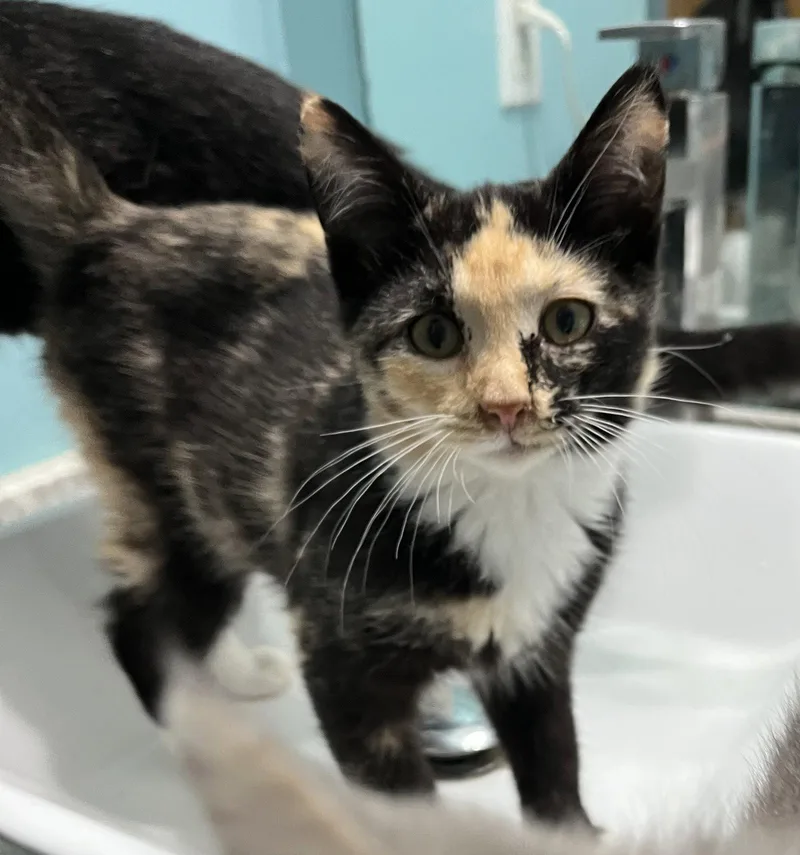 A young medium-sized female Domestic Short Hair cat named Vivi for adoption in Zimmerman, MN