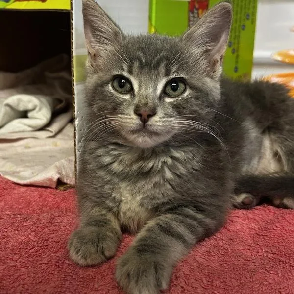 A baby small-sized female Domestic Medium Hair cat named Beef Pho for adoption in Oakland, CA