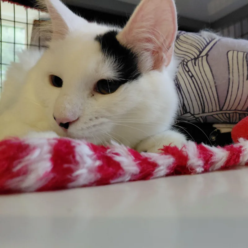 Ferdinand thumbnail 3