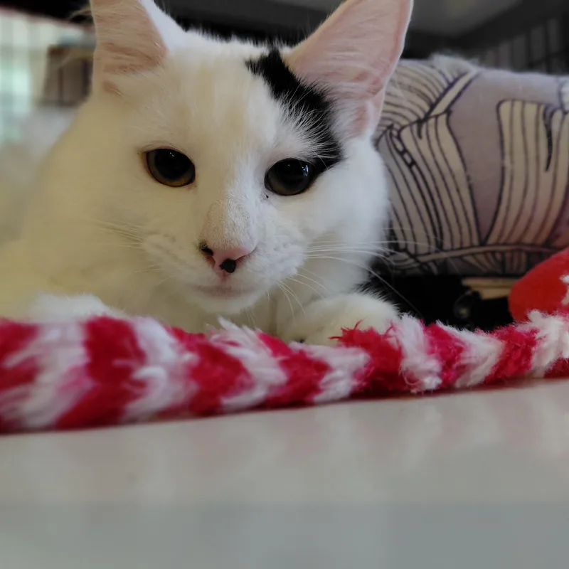 Ferdinand thumbnail 4