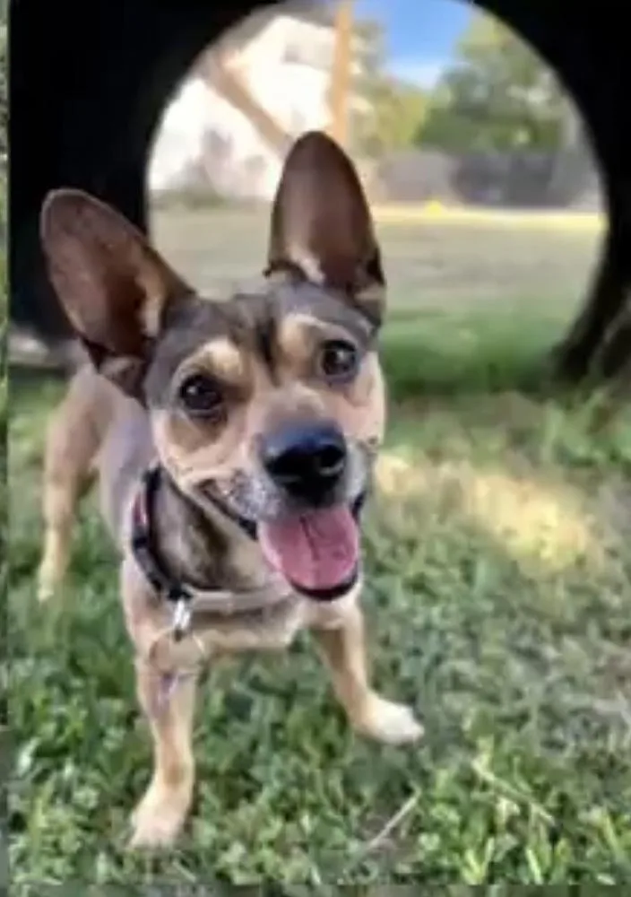 An adult small-sized male Brown / Chocolate Terrier dog named Wings for adoption in Richmond, TX
