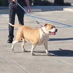 An adult extra large-sized male Yellow / Tan / Blond / Fawn Pit Bull Terrier dog named Cannoli for adoption in Turlock, CA
