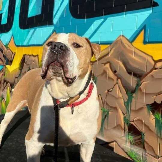 Cannoli thumbnail 3