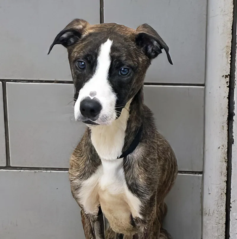 An adult medium-sized male Brindle Mixed Breed dog named Pudge for adoption in Nashville, TN