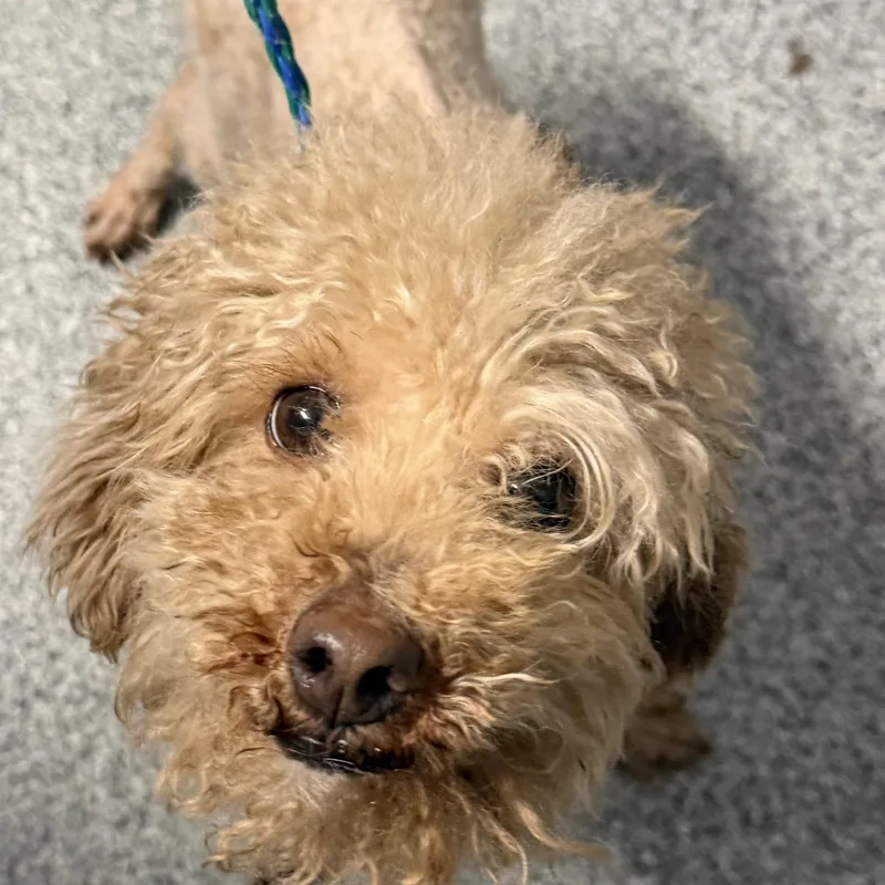 A young small-sized male Brown / Chocolate Miniature Poodle dog named Milo for adoption in Tinley Park, IL