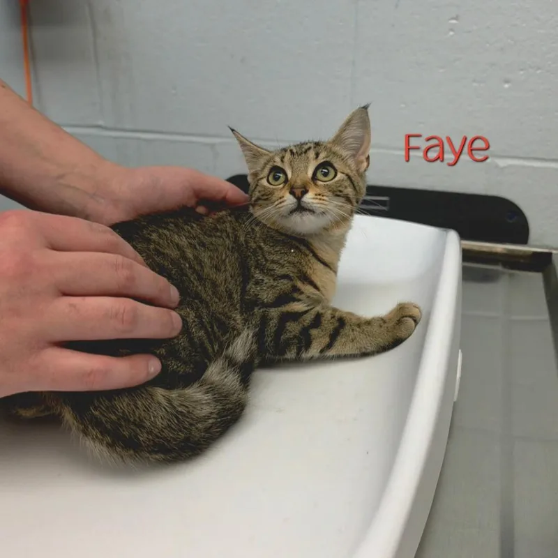 A baby small-sized female Domestic Short Hair cat named Faye for adoption in Parkersburg, WV
