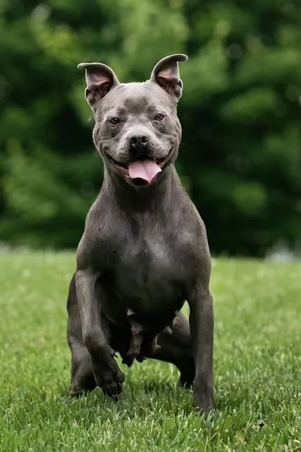 A young medium-sized female Pit Bull Terrier dog named Nibbles for adoption in Belleville, IL