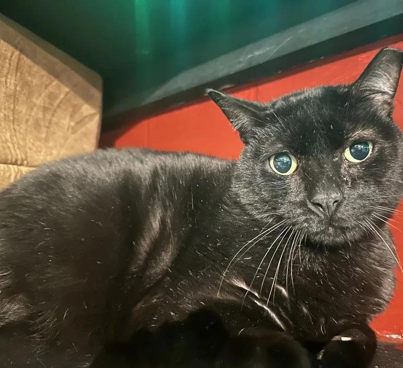 An adult medium-sized male Black Domestic Short Hair cat named Nix for adoption in Pittsburgh, PA