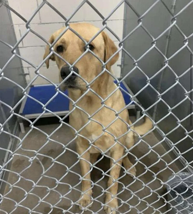 Colaiacovo  Rango thumbnail 2