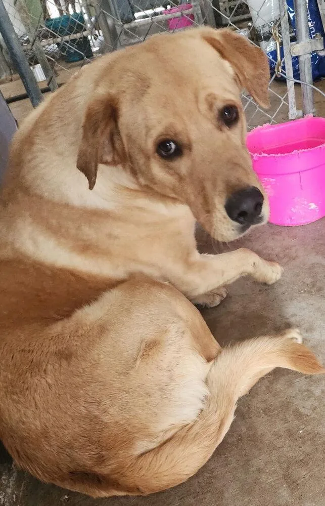 Colaiacovo  Rango thumbnail 3