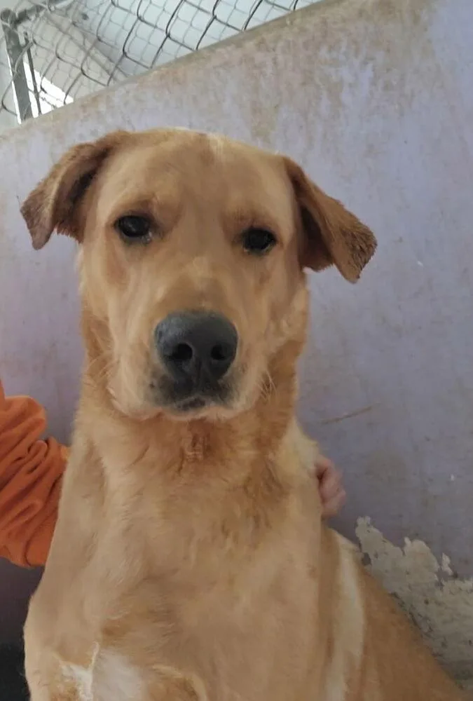 Colaiacovo  Rango thumbnail 4