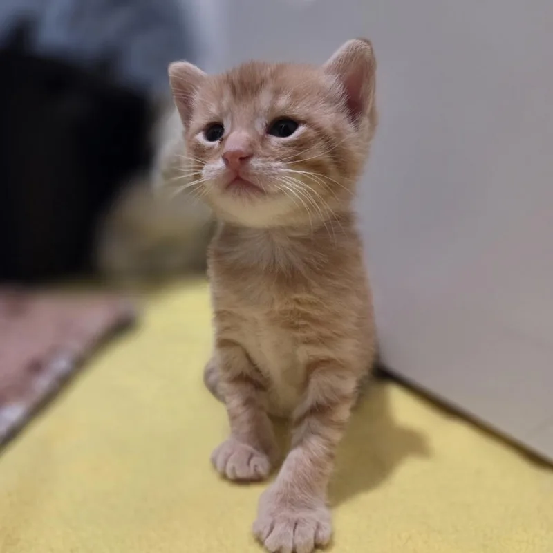 A baby small-sized male Orange / Red Domestic Short Hair cat named Droplet for adoption in Kanab, UT