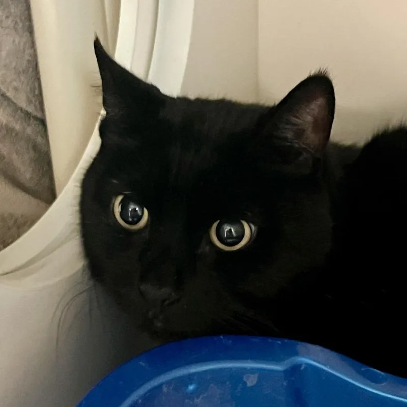 A young medium-sized male Black Domestic Short Hair cat named Working Cat Baker for adoption in Tacoma, WA