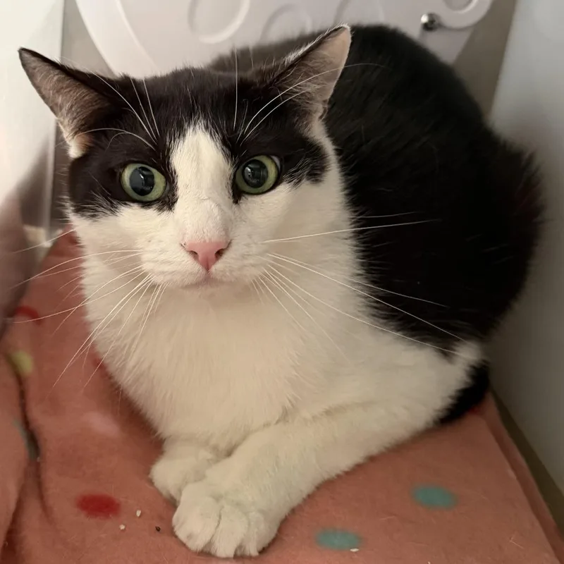 An adult small-sized male Domestic Short Hair cat named Trapezium for adoption in Los Angeles, CA