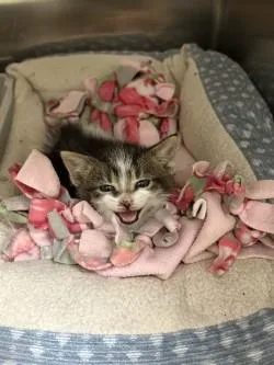 A baby medium-sized male Domestic Short Hair cat named Cedar for adoption in Black River Falls, WI
